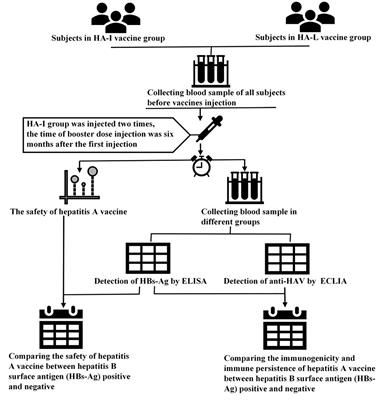 The Safety, Immunogenicity, and Immunopersistence of Hepatitis A Vaccine in HBs-Ag-Positive Participants: A Retrospective Study